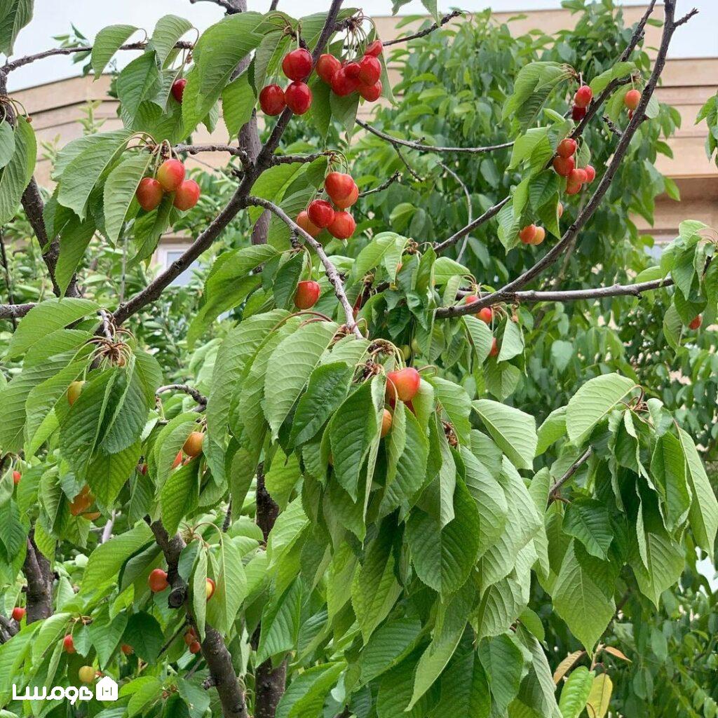 لذت چیدن میوه از درخت در باغ‌های کردان