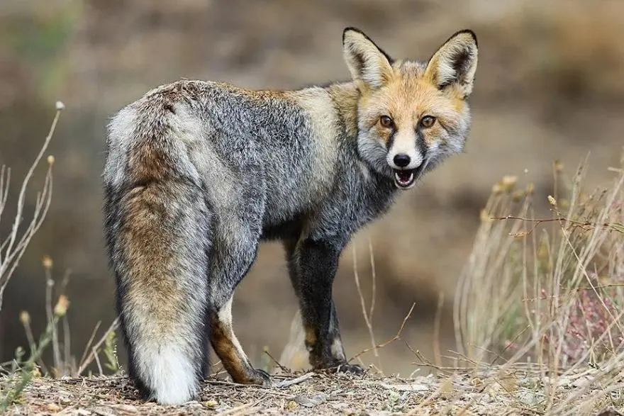 تماشای روباه در پارک ملی گلستان