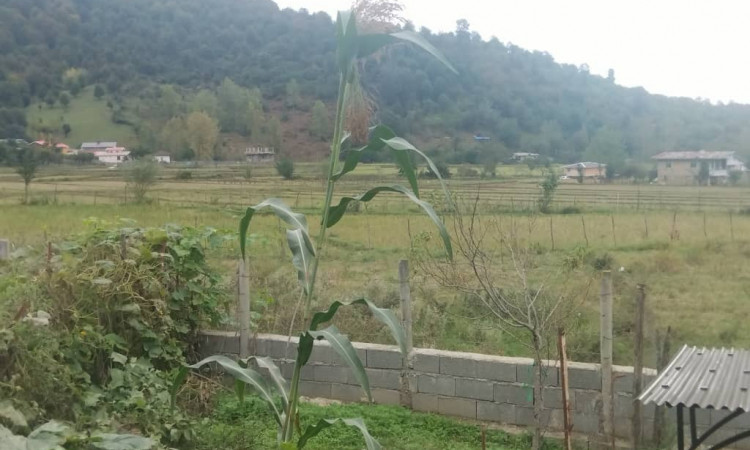 اجاره ویلا روستای زیبای مرکیه