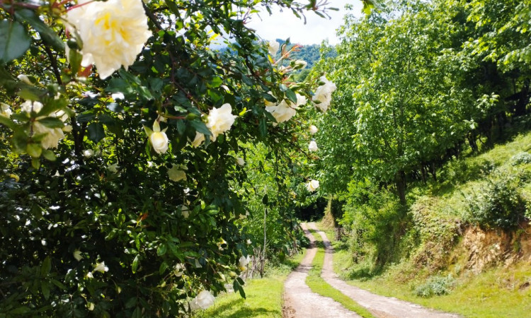 ویلای جنگلی با ویوی عالی در قلعه رودخان