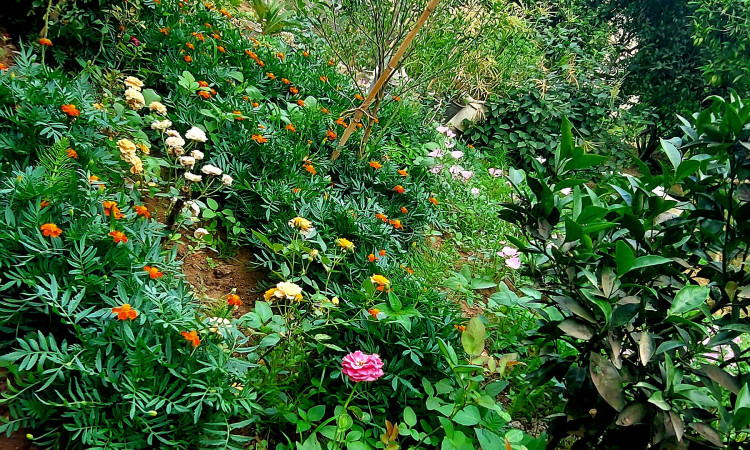 اجاره کلبه چشمه روستای واسکس قائم شهر