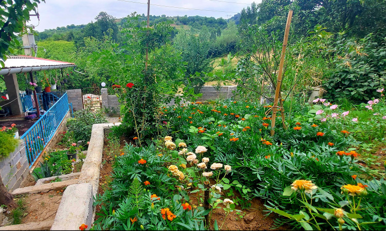 اجاره کلبه چشمه روستای واسکس قائم شهر