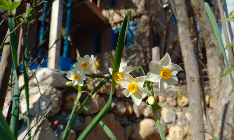 رزرو بوم گردی اتاق انار