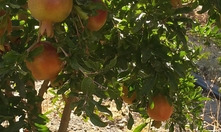 اقامتگاه بومگردی نیر (بادوم)