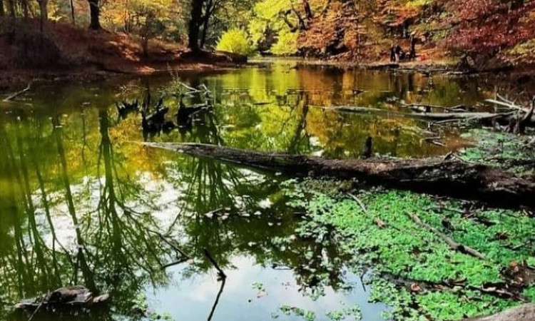 بومگردی جنگلی خانه سبز اتاق 2 نفره