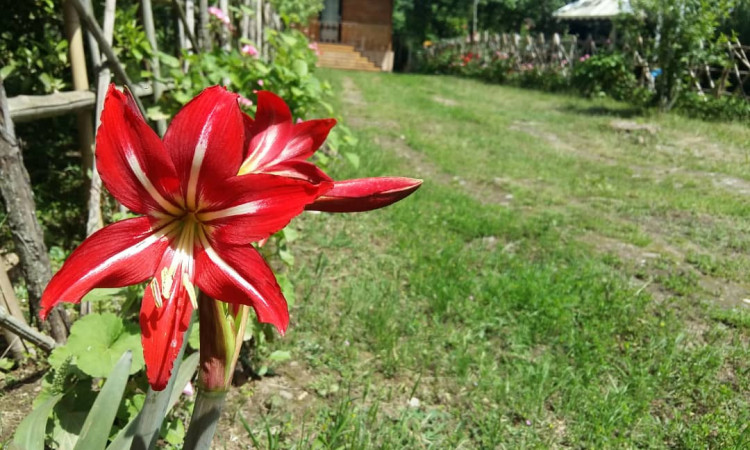 اجاره کلبه رویایی ماسال