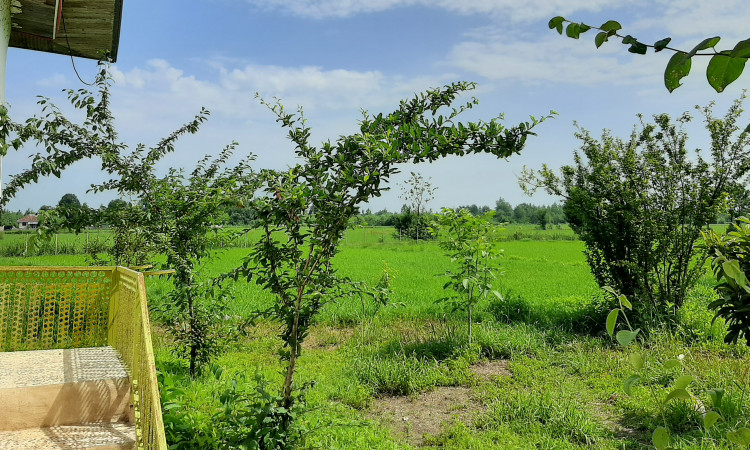 اجاره ویلای روستایی دنج(وسط شالیزار)