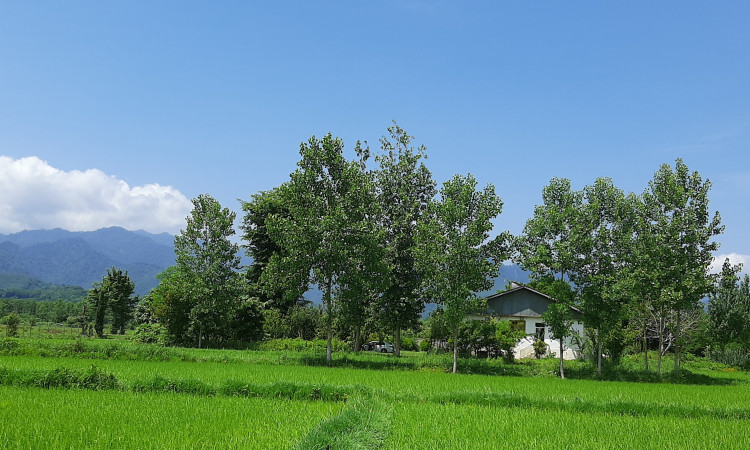 اجاره ویلای روستایی دنج(وسط شالیزار)