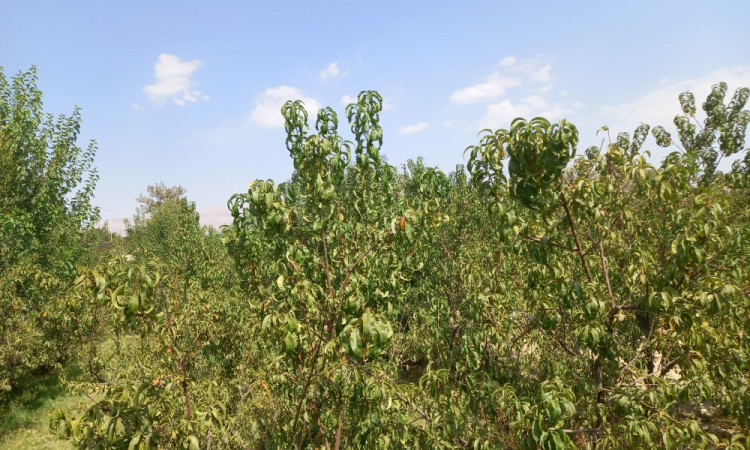 اجاره ویلا باغ سنتی بلوار مشکینی ماهان