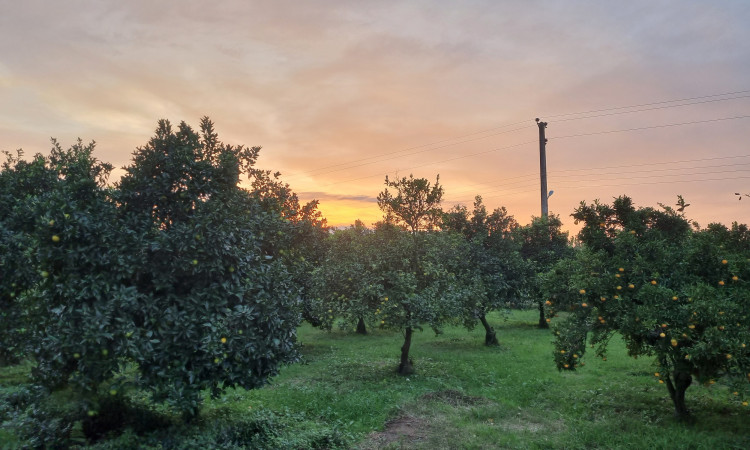 ویلای سنتی می جان یار