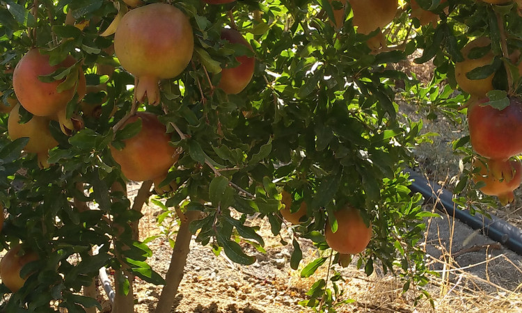 رزرو اقامتگاه بوم گردی نیر (سنجد)