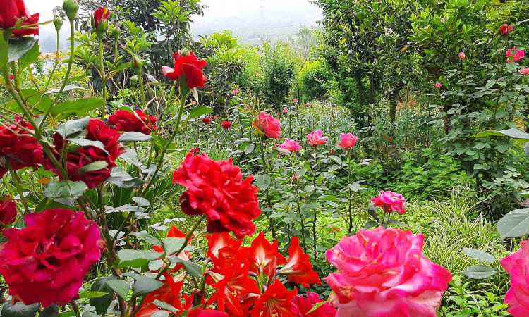 اجاره ویلا سرزمین مادری