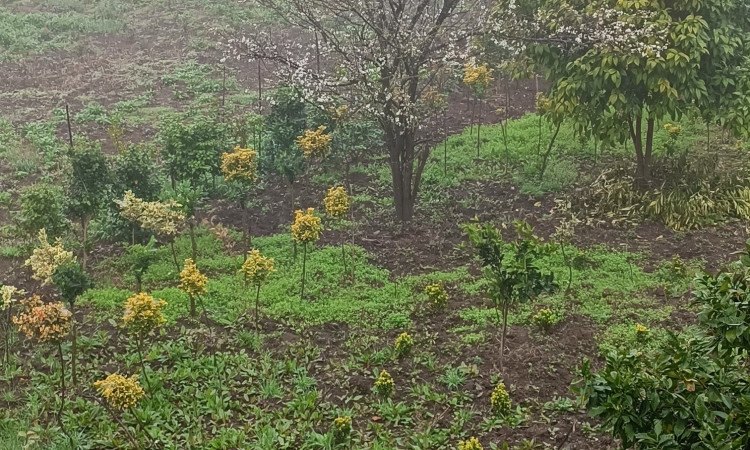 ویلا دو خوابه تراس دار روستای قاسم آباد سفلی