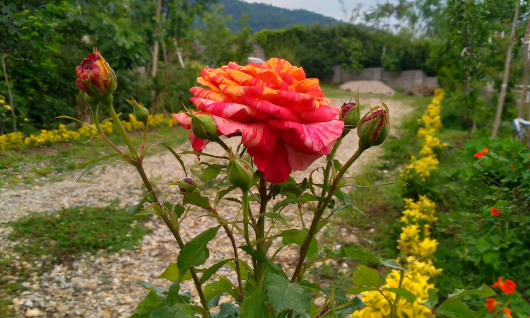 ویلا روستایی دوخوابه افرا