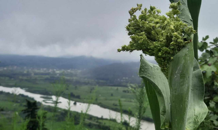 کلبه‌ سنتی تکخوابه درکومه