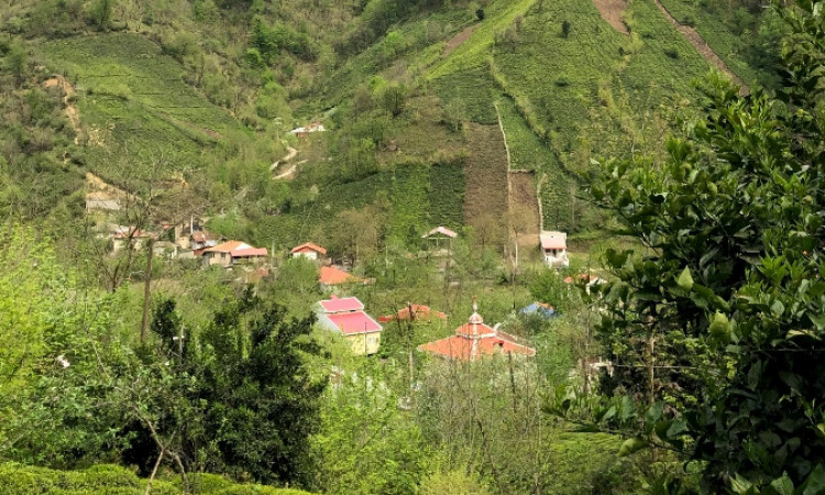 اجاره خونه باغ تک خواب جنگلی سیاهمزگی