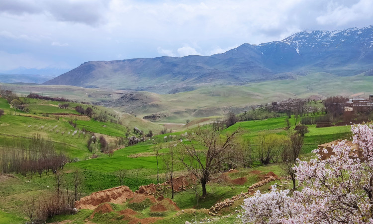 بوگردی خانه کاج واحد فیروزه