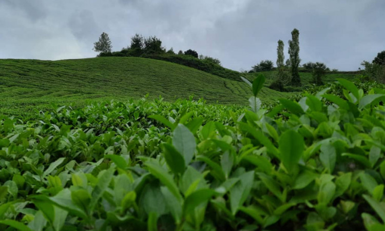 اجاره ویلا جنگلی سرای بهشت چماچا